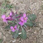 Moricandia moricandioides Flower