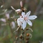 Asphodelus ramosus Flower