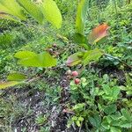 Amelanchier stolonifera Fruit