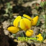 Lotus corniculatus Цвят