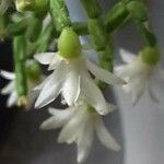 Rhipsalis cereuscula Flor