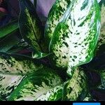 Dieffenbachia seguineFulla