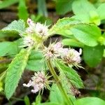 Hyptis brevipes Flower