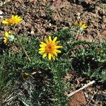 Balsamorhiza hookeri Habitat