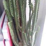 Euphorbia trigona Yaprak