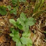 Fragaria vesca 葉