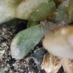 Orostachys malacophylla Blatt