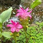 Curcuma aromatica Leaf