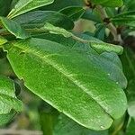 Rhamnus staddo Feuille