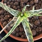 Aloe rauhii 葉