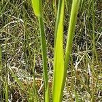 Phleum pratense 葉
