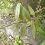 Epidendrum ibaguense Feuille