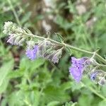 Nepeta × faassenii Floare