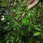 Microgramma persicariifolia Hábito