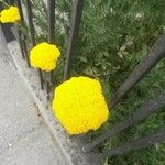 Achillea filipendulinaFiore