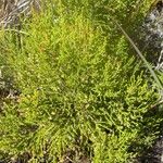Erica comorensis Hábito
