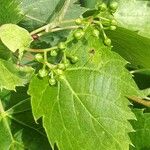 Tilia mandshurica Hoja