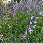Vicia dalmatica 花