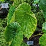 Begonia nepalensis ഇല