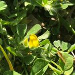 Medicago truncatula Blad