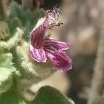Marrubium alysson Kvet