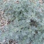 Artemisia arborescens Tervik taim