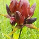 Gentiana purpureaFiore