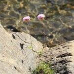 Armeria alpina Hábito