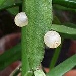 Rhipsalis micrantha Fruit