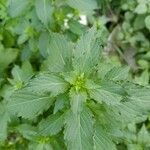 Mercurialis annua Лист