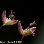 Antinoria agrostidea Цвят
