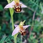 Ophrys apifera Kwiat
