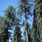 Pinus lambertiana Hábito
