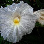 Costus afer Λουλούδι