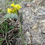 Alyssoides utriculata Flower