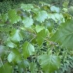 Betula populifolia Foglia