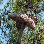 Pinus radiata Плод