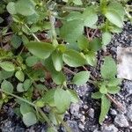 Stellaria media Leaf