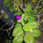 Sesuvium verrucosum Квітка