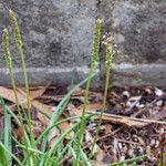 Plantago crassifolia Flor