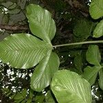 Philodendron rothschuhianum Blatt