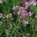 Galium rubrum Flower