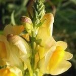 Linaria vulgaris Blüte