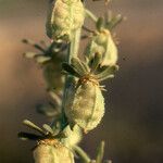 Reseda arabica Інше