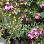 Erica carnea Fuelha