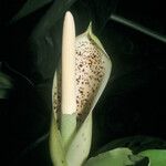 Philodendron rudgeanum Цветок