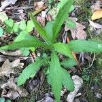 Solidago altissima পাতা