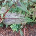 Persicaria microcephala List