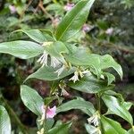 Sarcococca orientalis Květ