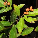 Citharexylum macradenium Leaf